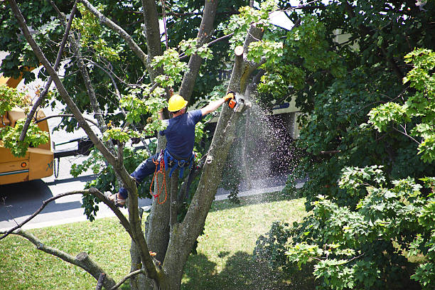 Best Tree Trimming and Pruning  in Crawfordsville, IN